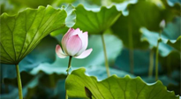 【三伏天養(yǎng)生】三伏天養(yǎng)生有六大禁忌，你知道嗎？記得分享給家人知道！