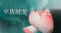 【艾灸三伏天】中伏：三伏灸的關鍵轉(zhuǎn)折點！“灸”除病根的大好時機！
