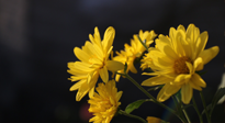 【養(yǎng)生知識】入秋菊花藥膳，美味營養(yǎng)、養(yǎng)生保?。? />
                    </a>
                </div>
            </li>
            
            <li id=