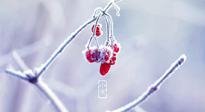 【小寒節(jié)氣】時(shí)處二三九，臘月梅花開！
