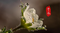 【二十四節(jié)氣灸】雨水節(jié)氣，扶陽(yáng)、祛濕、調(diào)氣血，才是養(yǎng)生重點(diǎn)！艾灸，橫掃濕寒！