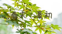 【艾灸養(yǎng)生】春末夏初：上熱下寒癥狀，補不如疏通淤堵，試試艾灸吧！