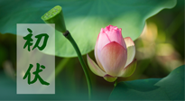【三伏天】初伏將至，“蒸煮”模式開啟！想要健康，這四類食物別錯過??！